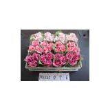 Foam Rose thumbnail-3