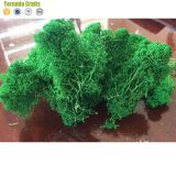 High Quality 500G Per Box Artificial Decorative Moss Preserved Moss for Moss Wall Decoration thumbnail-2