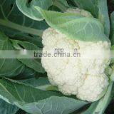 Mei F1 Cauliflower Seed