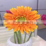 Hot Sale Gerbera Fresh Flower Decoration thumbnail-2