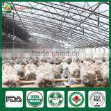 Black Chinese Mushrooms,Shitake Mushrooms Health Benefits,Growing Shitake Mushrooms thumbnail-3