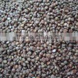 Dandong Fresh Chestnut 40-60 Fresh Chinese Chestnut for Sale thumbnail-3