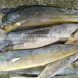 Frozen Whole Mahi Mahi Fish for Market 1kg up thumbnail-3