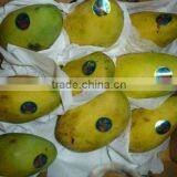 Fresh Egyptainmango thumbnail-1