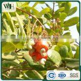 Black Spots Free Southeast Asia WW320 Cashew Nut thumbnail-2
