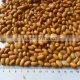 BROWN KINDNEY BEANS thumbnail-3