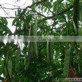 2015 Gleditsia Sinensis Lam Seeds Gleditsia Heterophylla Seeds Gleditsia Microphylla Seeds For Growing