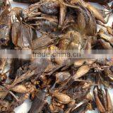 Dry Cricket Fish Food thumbnail-2