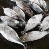 Frozen Sea Frozen Tuna thumbnail-2