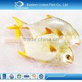 IQF Frozen Whole Round Golden Pomfret Fish thumbnail-6