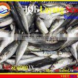 IQF LAYANG SCAD WHOLE ROUND thumbnail-2