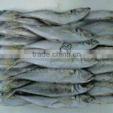 Frozen Fish Shipping All Arund The World thumbnail-2