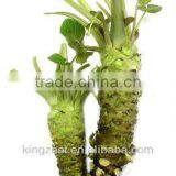 Wasabi Paste With Real Wasabi Wasabi Japonica thumbnail-1