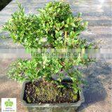 Ulmus ( Chinese Elm) Bonsai Tree thumbnail-1