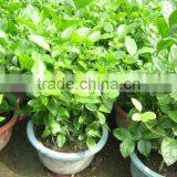 Jasminum Sambac Shrubs Tree thumbnail-3