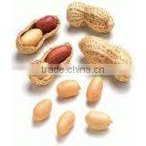 Arachis Oil thumbnail-2