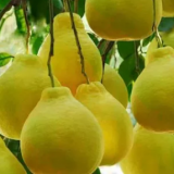 White Pomelo thumbnail-2