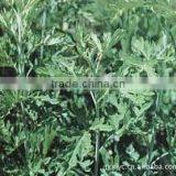 100% Natural Manufacturer Mugwort Oil/wormwood Oil thumbnail-1
