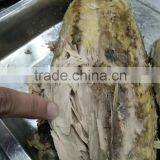 Good Taste Seafood Frozen Precooked Skipjack Loin /flakes thumbnail-2