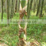 Bamboo Shoots