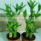 Dracaena Lotus Lucky Bamboo Planted in 3pcs 10cm + 15cm + 20cm Rooted in a 10cm Pot With Cocopeat Substrate thumbnail-3