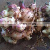 Vietnam Fresh Ginger thumbnail-2