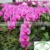 Colorful Phalaenopsis Seedling 5-8 leaves in 3.5 inch pot for exporting