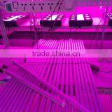 Lettuce Grow Tube Led Light Indoor Full Spectrum Lighting 2015