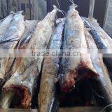 Sailfish DWT thumbnail-2