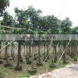 Ficus Altissima Potted for Outdoor Plants thumbnail-2