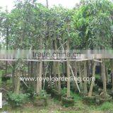 Mangifera Indica Outdoor Plants thumbnail-2