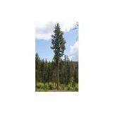 Pine Tree Tower thumbnail-1