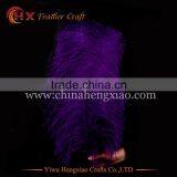 CHINA HX Factory Wholesale Hight Quality Bulk Ostrich Feathers for Sale thumbnail-5