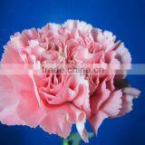 Wholesale Carnation Stem Various Colors Decorative Pink Carnation Flowers thumbnail-4