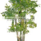 Fishtail Fan Palm Tree