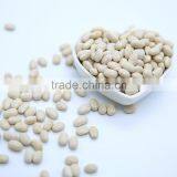 White Kidney Beans (Japanese Type) thumbnail-6