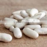 white kidney beans type with good quality for sale