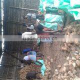 Cocounts Organic Fresh thumbnail-4