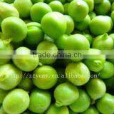 Canned Green Peas With HACCP Products in Philippines thumbnail-1