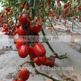 Hybrid F1 Tomato Seeds thumbnail-1