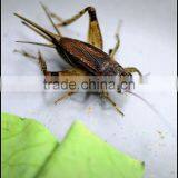 Dry Cricket Fish Food thumbnail-1