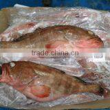 Reef Code - Red Belly thumbnail-5