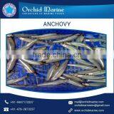 Top Quality Delicious Anchovy Fish Available for Wholesale Supply thumbnail-1