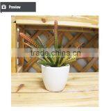 Mini Potted Succulents Flowering Succulent Plants Preserved Mini Succulent Plants Bonsai thumbnail-3