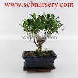 Ficus 15cm Ball thumbnail-1