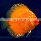 Live Aquarium Fish thumbnail-1