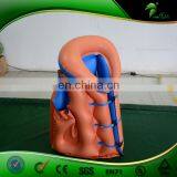 Customized Size Water Safety Product Inflatable Life Jacket High-Quality Inflatables Security Protection Balloon thumbnail-5