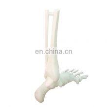 High Precise SLA 3D Printing Rapid Prototype 3D Printing Resin Custom Medical Teaching Model thumbnail-4