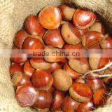 Price Chestnuts,health Food,buy Chestnuts thumbnail-1