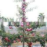 Various Apples thumbnail-3